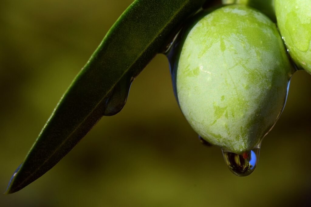 aumento de productividad con recogida de aceituna mecanizada