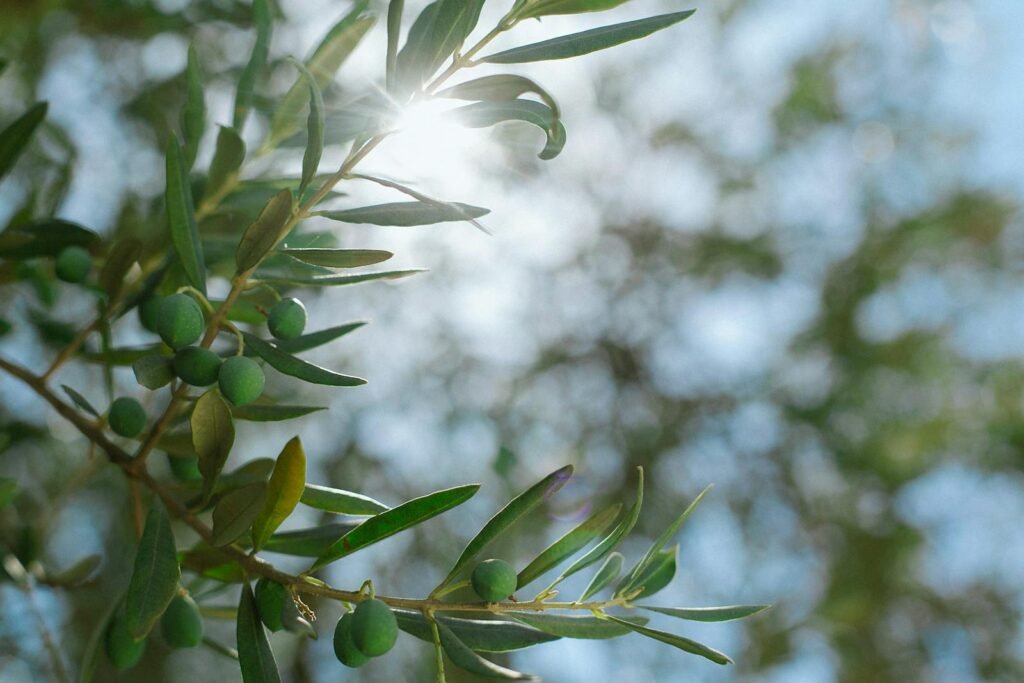 resultados de realizar poda del olivo en el crecimiento de árbol