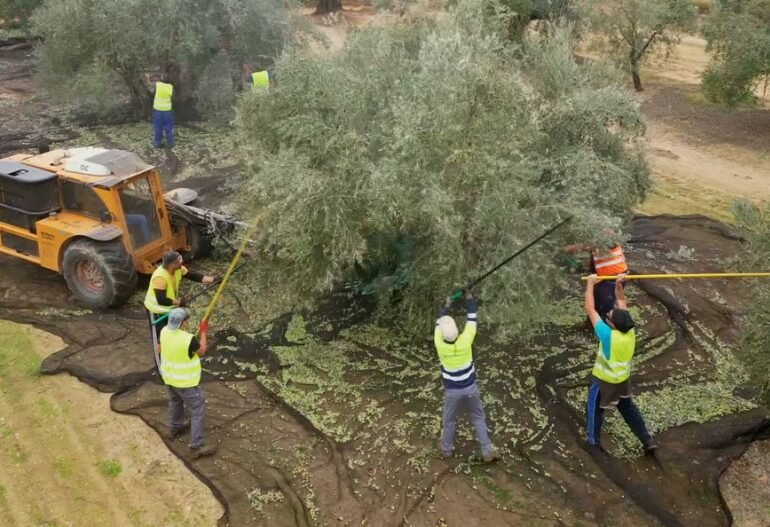 recogida de aceituna mecanizada, adaptabilidad a cualquier terreno