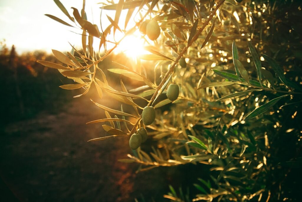 Recogida de aceituna mecanizada, maximización de rendimiento