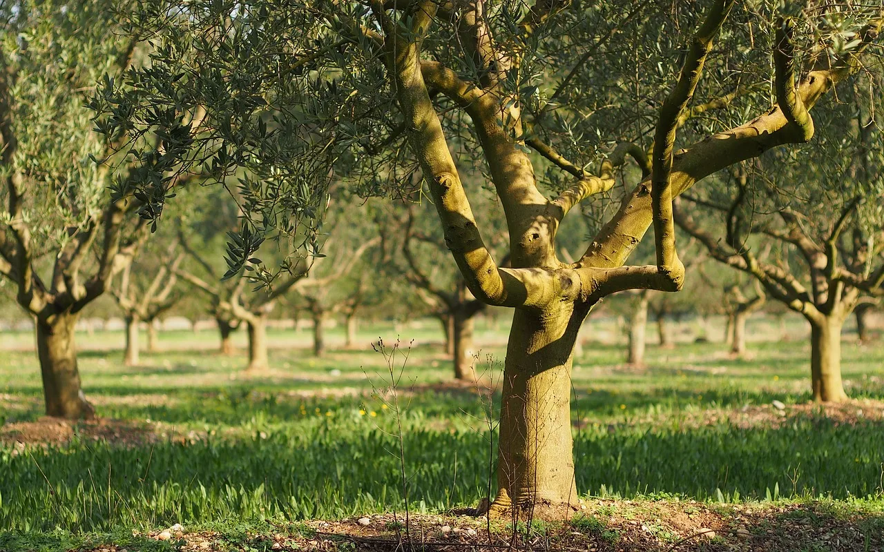 cubierta vegetal olivar