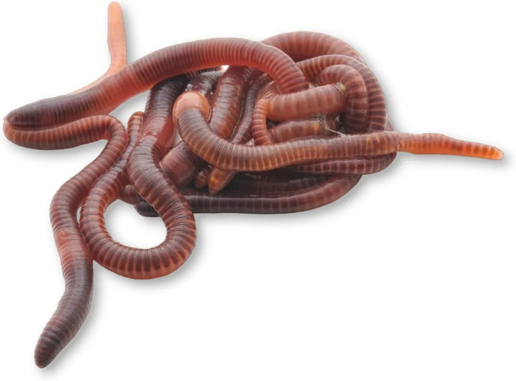 lombriz roja californiana