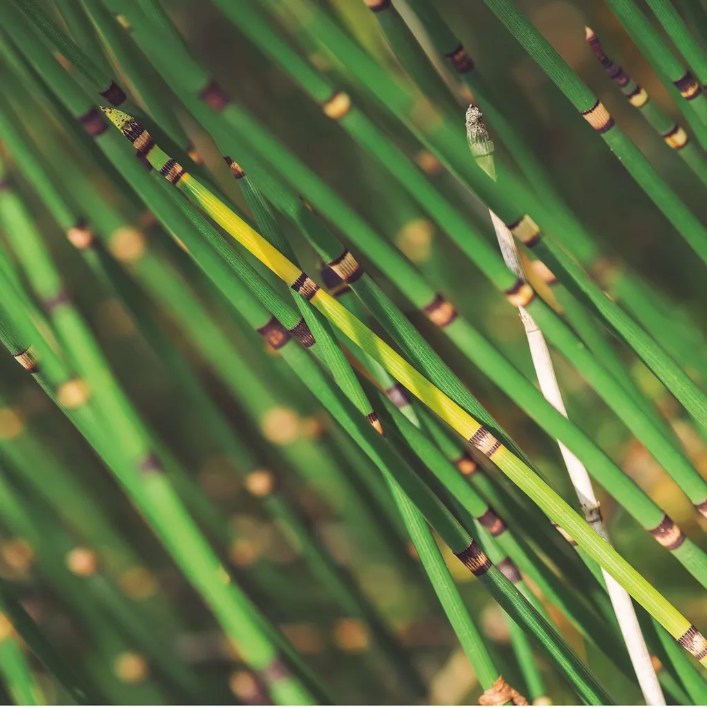 bioestimulante agrícola