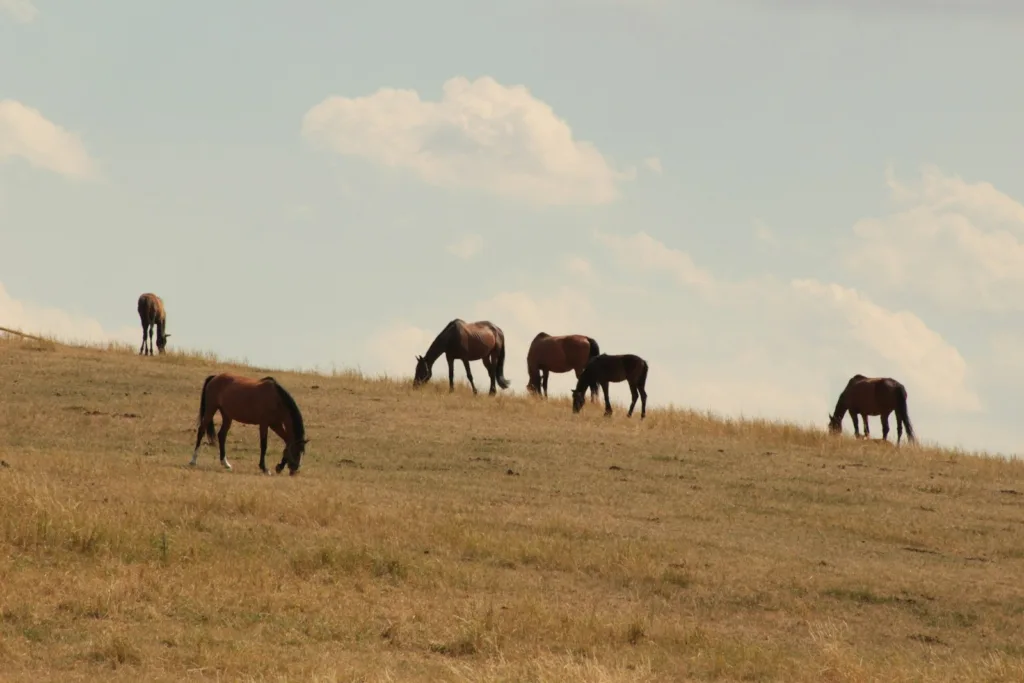 cómo abonar con estiércol de caballo