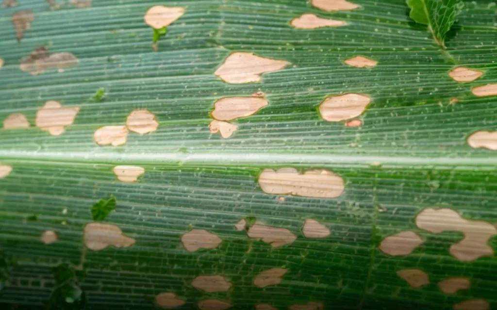 Principales Enfermedades del Maíz tizon comun
