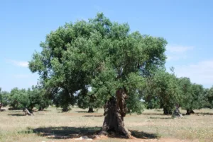 estrés hídrico en el olivo